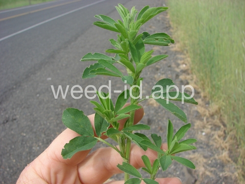 alfalfa